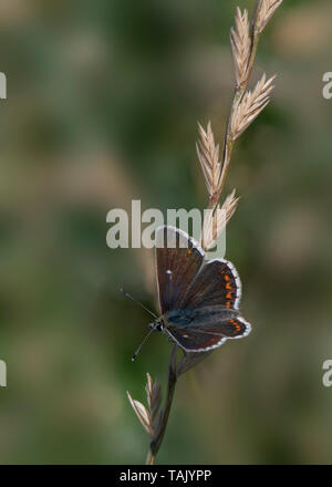 Northern Brown Argus, Carrick, Kirkcudbright, Dumfries and Galloway, S W Scotland Stock Photo