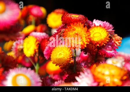 beautiful straw flower or everlasting helichrysum bracteatum Stock Photo