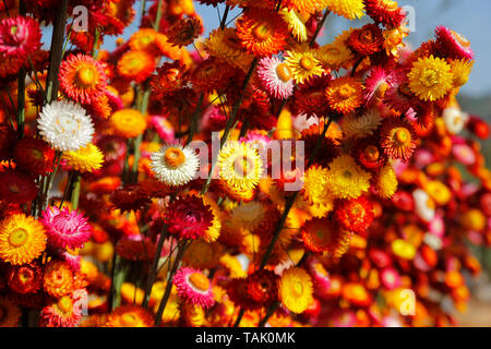 beautiful straw flower or everlasting helichrysum bracteatum Stock Photo