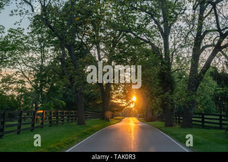 Scenic Kentucky Byway lined with oak trees, bluegrass and horse pastures on either side with setting sun in the distance. Stock Photo