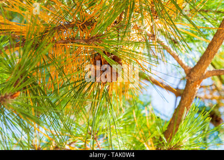 Close up of yellow and green color of needles of pine tree and pine cone Stock Photo