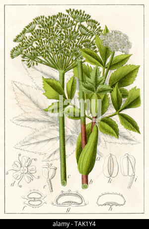 garden angelica Archangelica officinalis,  (botany book, 1904) Stock Photo