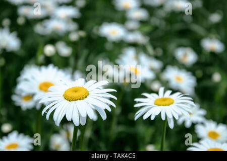 Daisy flower on a green meadow. Selective focus. Stock Photo