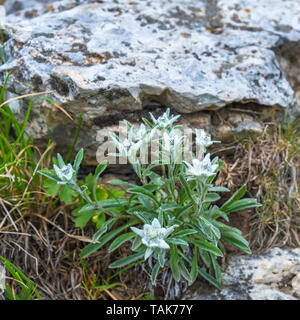 Edelweiss flowers growing in the alp mountains Stock Photo