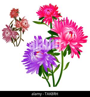 Bouquet of flowers pink and purple asters isolated on white background. Vector cartoon close-up illustration. Stock Vector