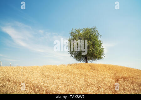 Lonely tree in the field of golden wheat. Summer landscape with cloudy sky Stock Photo