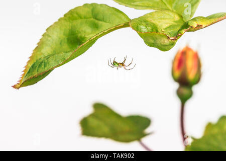 A green orb or cucumber spider weaving its web under the leaf of a rose bush with a red and yellow rose bud in soft focus in the background against a  Stock Photo