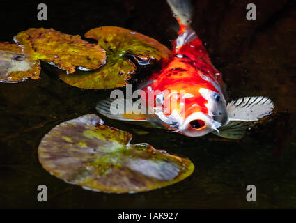 large golden and white koi carp with his mouth open looking at the camera swimming through Lily pads in a pond Stock Photo