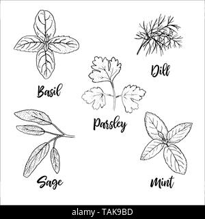 Popular fresh culinary herbs silhouettes. Basil, mint, sage, dill, parsley. Ink pen sketch style. Vector illustration. For prints posters perfume, cos Stock Vector