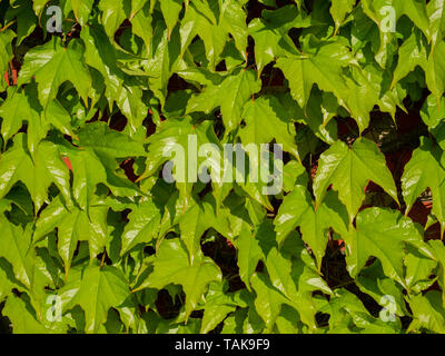 Image of red brick wall covered with wild green vine grapes Stock Photo