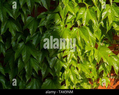 Image of red brick wall covered with wild green vine grapes Stock Photo