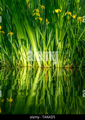 Close up image of fresh flowers with reflections in the water. Close up Stock Photo
