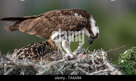 The osprey, Fish hawk, bird of prey Stock Photo - Alamy