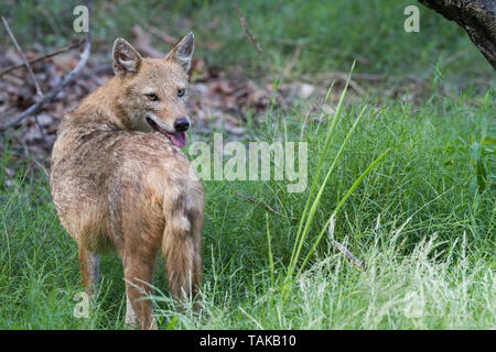 Indian Jackal (Canis aureus indicus) in habitat. Keoladeo National Park. Bharatpur. Rajasthan. India. Stock Photo