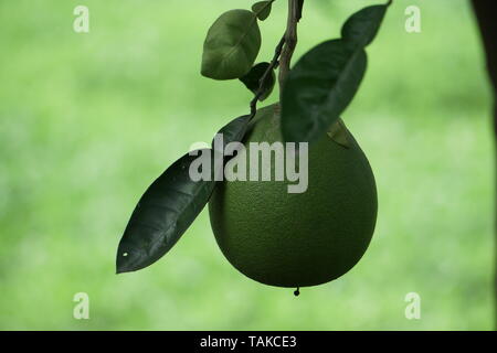 Pomelo fruit hanging on the tree and Beautiful Blur Background Stock Photo
