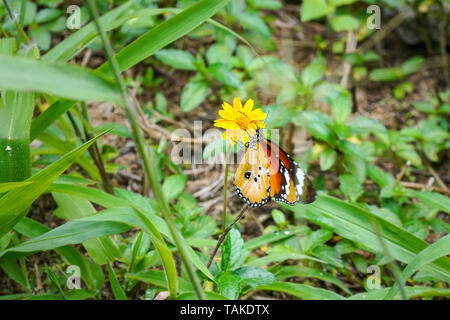 Plain tiger butterfly - aka African Queen - Danaus chrysippus - sitting on small yellow flower, green grass around Stock Photo