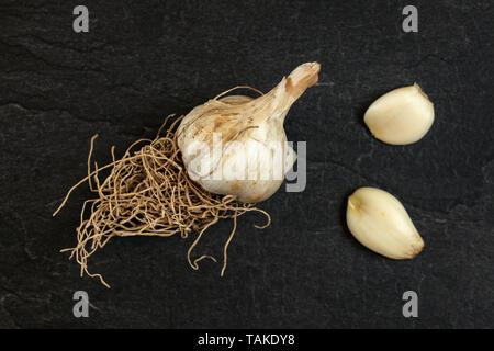 Natural garlic with roots, whole bulb and two cloves on black slate board, photo from above Stock Photo