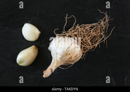 Top down view, natural garlic bulb with roots, two peeled cloves, on black board Stock Photo