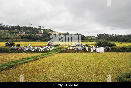 Washed clothes being dried on bushes - traditional method of drying laundry in Madagascar - rice fields in foreground, small village at distance, on Stock Photo