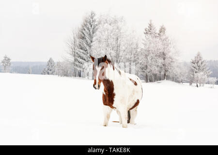 Brown and white horse, Slovak Warmblood breed, walking on snow, blurred trees and mountains in background, view from front Stock Photo