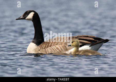 A Pair of Canada Geese Branta canadensis swimming on a blue lake with their young gosling Stock Photo