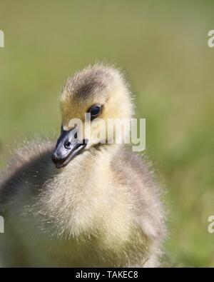 A fuzzy little Canada Goose Branta canadensis gosling in the grass Stock Photo