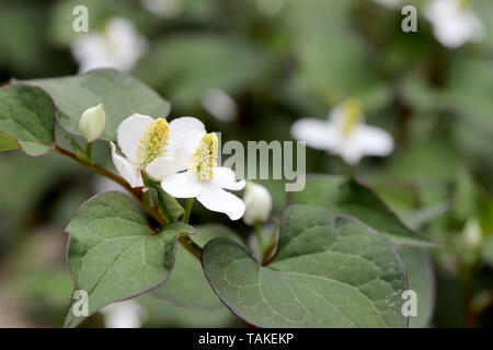 houttuynia cordate fish herb with flower, chinese medicine Stock Photo