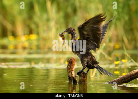 Pygmy Cormorant - Microcarbo pygmaeus, beautiful water bird from European swamps and fresh waters, Hortobagy National Park, Hungary. Stock Photo