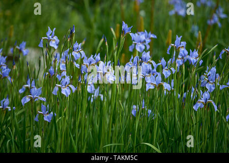 ris sibirica commonly known as Siberian iris or Siberian flag Stock Photo