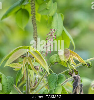 Flowers of Japanese Walnut / Juglans ailantifolia tree with exposed drooping male catkins. Upright red flowers eventually produce nuts. Medicinal uses Stock Photo