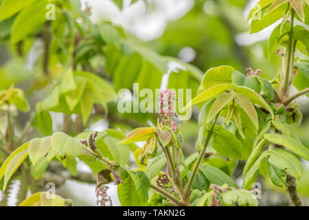 Flowers of Japanese Walnut / Juglans ailantifolia tree with exposed drooping male catkins. Upright red flowers eventually produce nuts. Medicinal uses Stock Photo