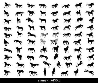 Black silhouettes of horses on a white background Stock Photo