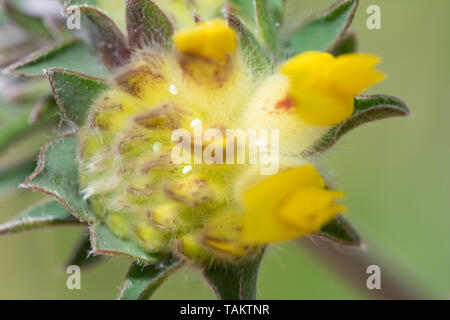 Eggs (ova) of the small blue butterfly (Cupido minimus) on kidney vetch (Anthyllis vulneraria) wildflowers during May, UK Stock Photo