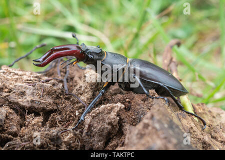 Male stag beetle (Lucanus cervus) on rotting wood, UK Stock Photo