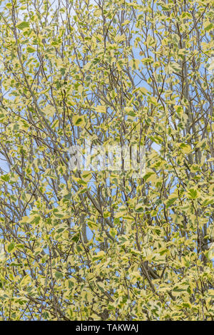 Variegated leaves of the Tulip Tree / Liriodendron tulipifera aureomarginatum. Sometimes called Tulip Poplar. Once used in herbal remedies. Stock Photo