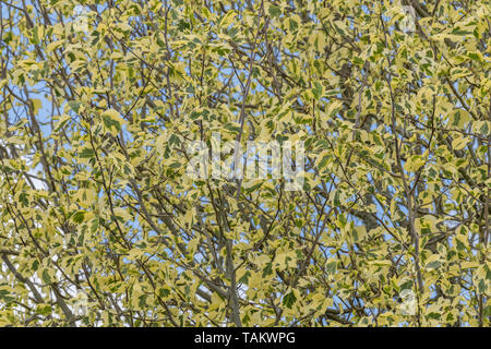 Variegated leaves of the Tulip Tree / Liriodendron tulipifera aureomarginatum. Sometimes called Tulip Poplar. Once used in herbal remedies. Stock Photo