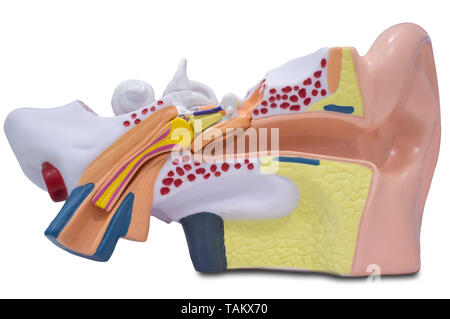 Artificial human ear model.  Ear model for science classes Stock Photo
