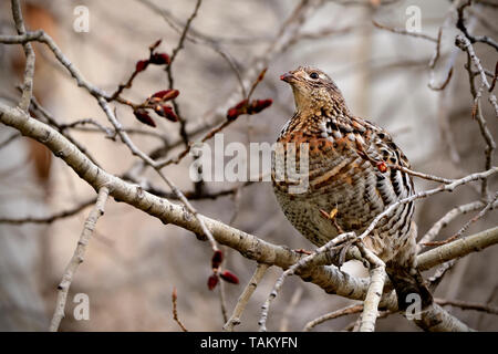A ruffed grouse (Bonasa umbellus); feeding on the red berries in the dark forest of Alberta Canada Stock Photo