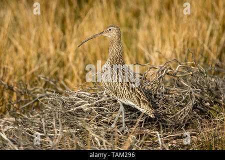 Curlew (Scientific name: Numenius arquata) Adult curlew in the Yorkshire Dales, UK during Springtime and the nesting season.  Facing left. Landscape,  Stock Photo