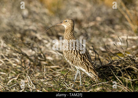 Curlew (Scientific name: Numenius arquata) Adult curlew in the Yorkshire Dales, UK during Springtime and the nesting season. Landscape, space for copy Stock Photo