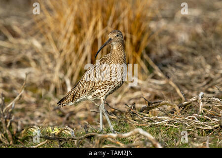Curlew (Scientific name: Numenius arquata) Adult curlew in the Yorkshire Dales, UK during Springtime and the nesting season. Landscape, space for copy Stock Photo