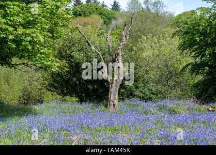 Bluebells at Fernworthy reservoir, Dartmoor, Devon, UK Stock Photo