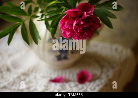 Pink peony flower in a vase on a table with a white tablecloth. Stock Photo