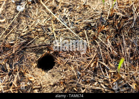 Abandoned mink of a small rodent in the field and blurred texture and background of scorched grass. Stock Photo