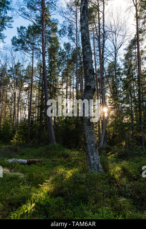 Setting sun shining between trees Stock Photo