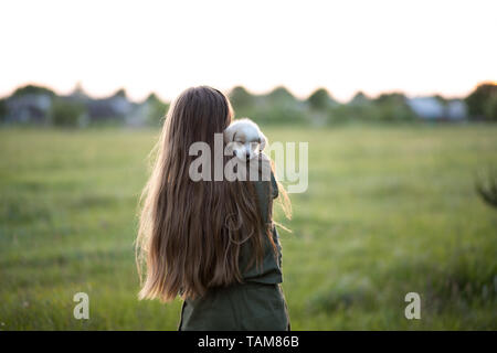 A girl stands with his back and holds a labrador puppy. At sunset in the meadow in spring. Friendship, happiness Stock Photo