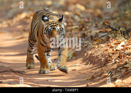 A two year-old Bengal Tiger (Panthera tigris tigris) cub in Bandhavgarh National Park, Madhya Pradesh, India Stock Photo