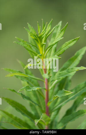 Rosebay Willowherb or Fireweed (Chamerion angustifolium), young plant not flowering Stock Photo