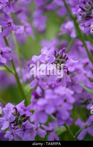 Dame's Rocket (Hesperis matronalis), a herbaceous plant, a member of the mustard family Stock Photo