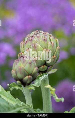 Globe artichokes Stock Photo